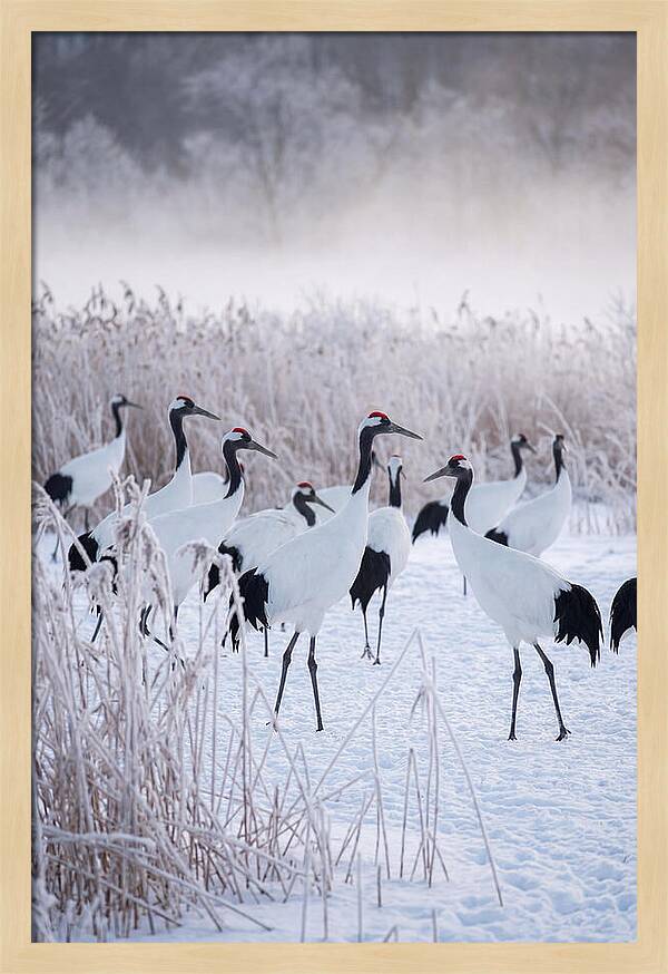 Japanese Cranes Flock In Snow