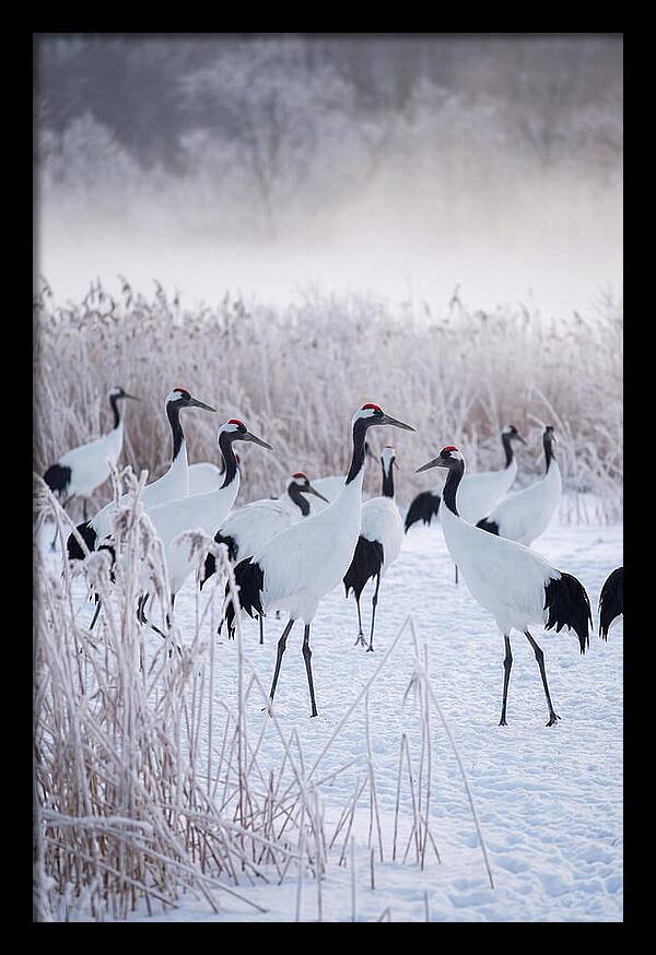 Japanese Cranes Flock In Snow