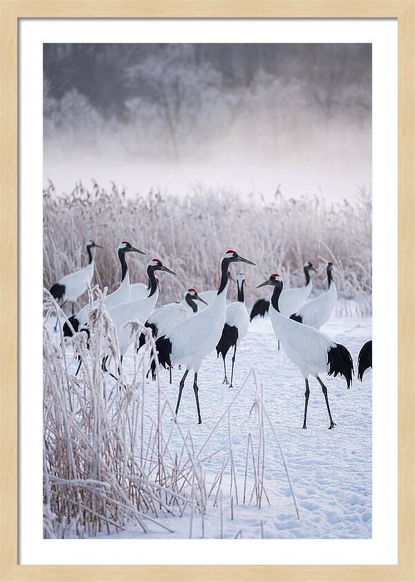 Japanese Cranes Flock In Snow
