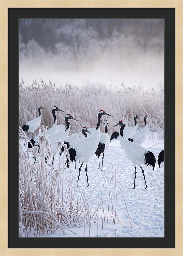 Japanese Cranes Flock In Snow