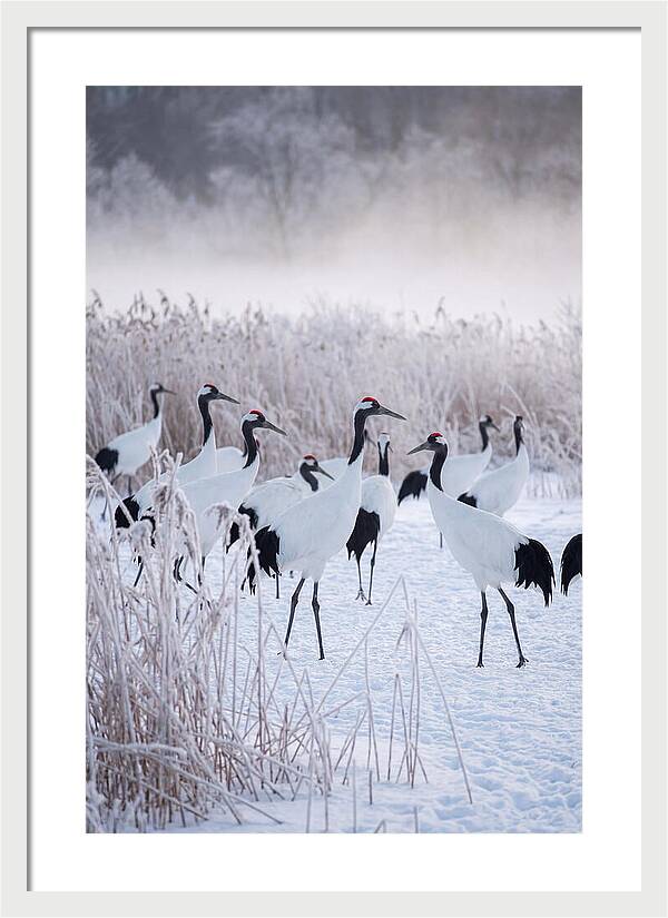 Japanese Cranes Flock In Snow
