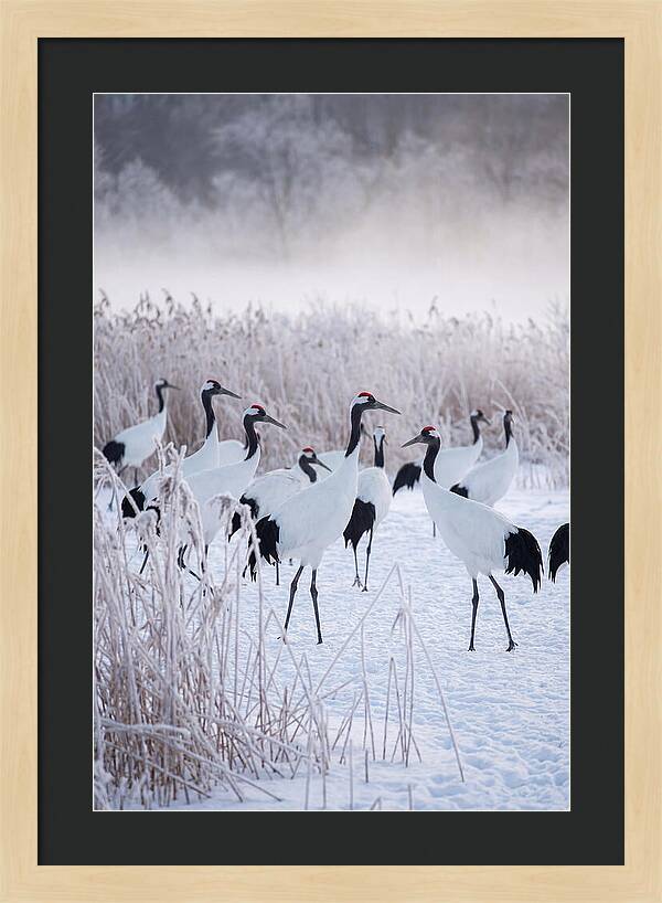 Japanese Cranes Flock In Snow
