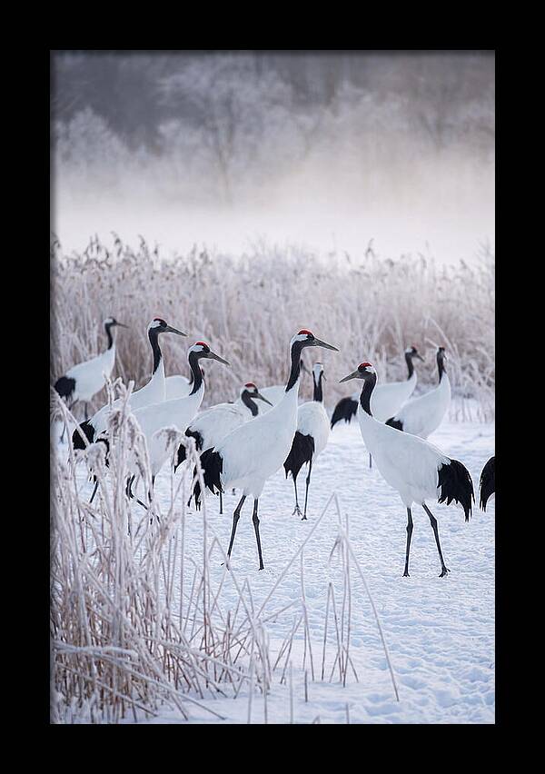 Japanese Cranes Flock In Snow