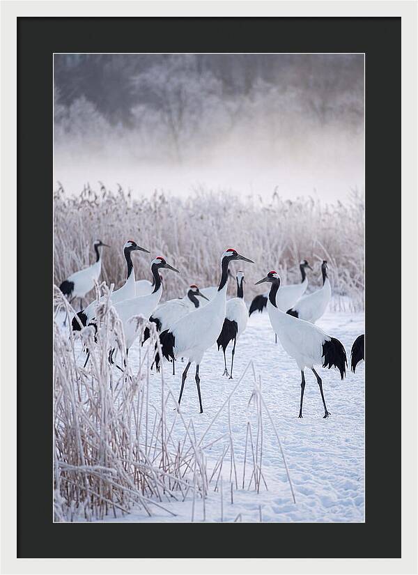 Japanese Cranes Flock In Snow