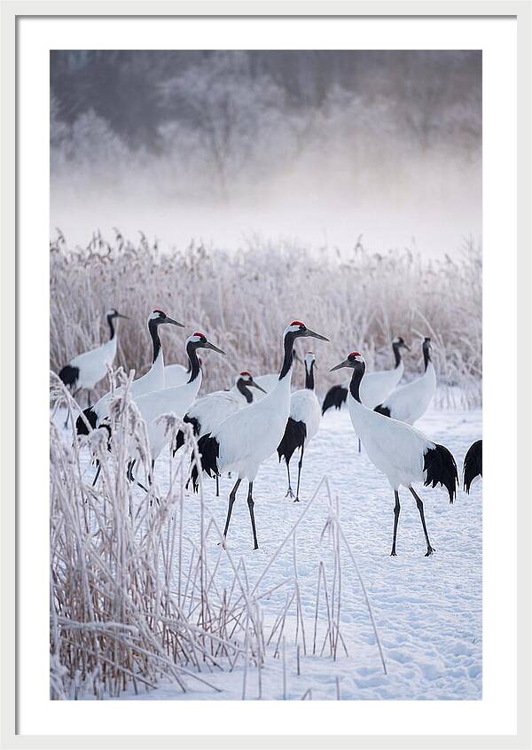 Japanese Cranes Flock In Snow
