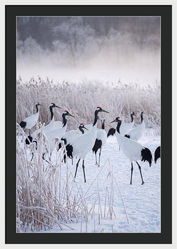 Japanese Cranes Flock In Snow