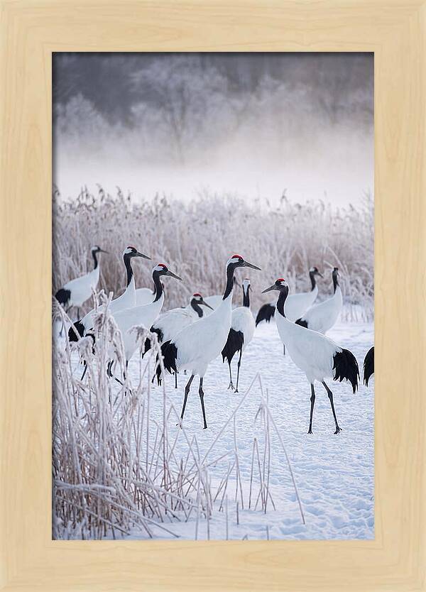 Japanese Cranes Flock In Snow