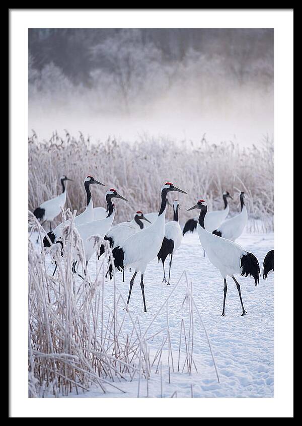 Japanese Cranes Flock In Snow