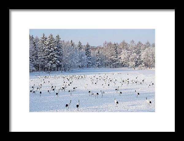 Japanese Cranes In Winter Wonderland