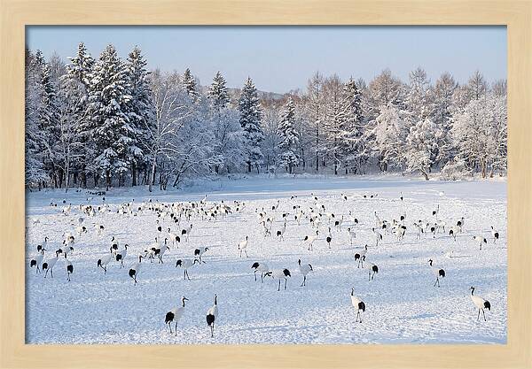 Japanese Cranes In Winter Wonderland