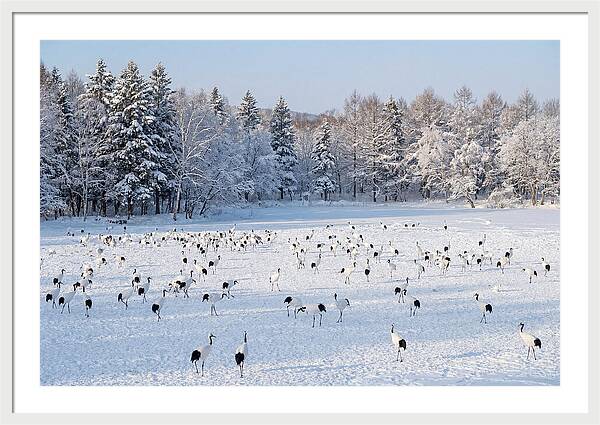 Japanese Cranes In Winter Wonderland