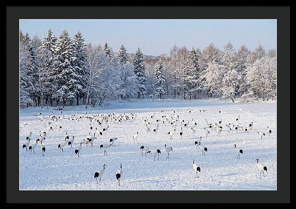 Japanese Cranes In Winter Wonderland