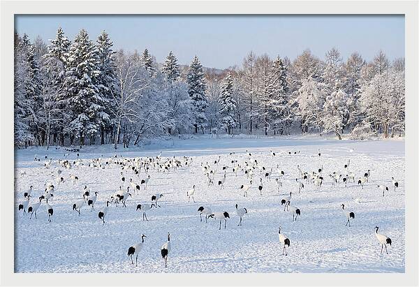 Japanese Cranes In Winter Wonderland