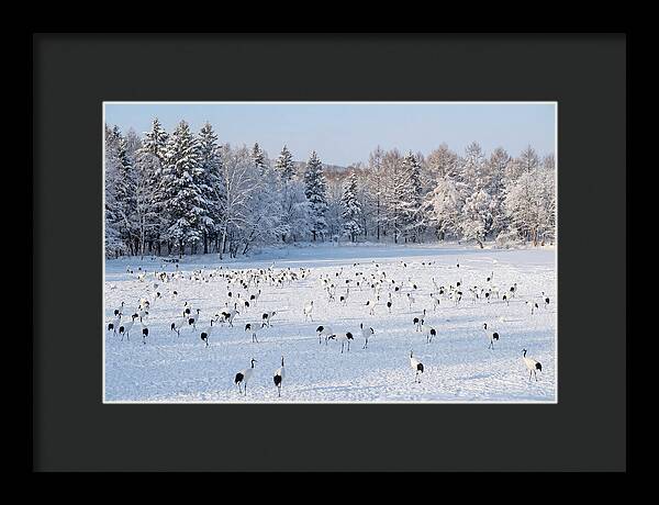 Japanese Cranes In Winter Wonderland