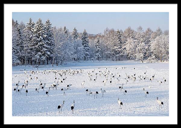 Japanese Cranes In Winter Wonderland