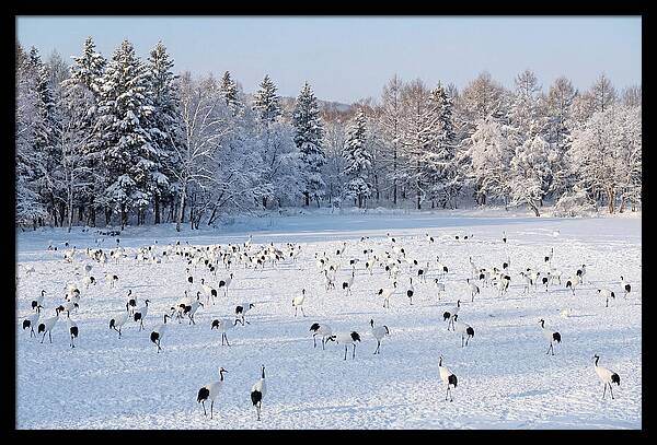 Japanese Cranes In Winter Wonderland