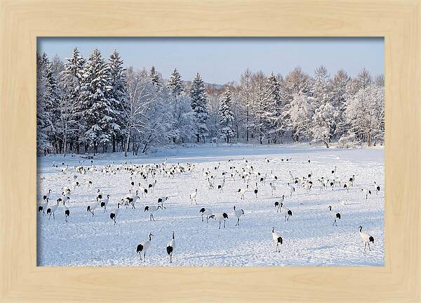 Japanese Cranes In Winter Wonderland