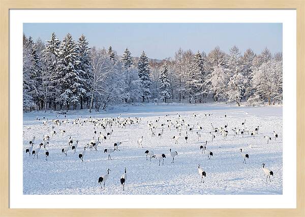 Japanese Cranes In Winter Wonderland