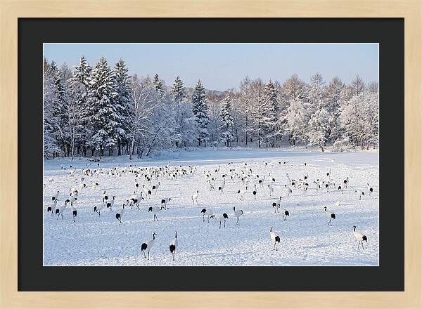 Japanese Cranes In Winter Wonderland