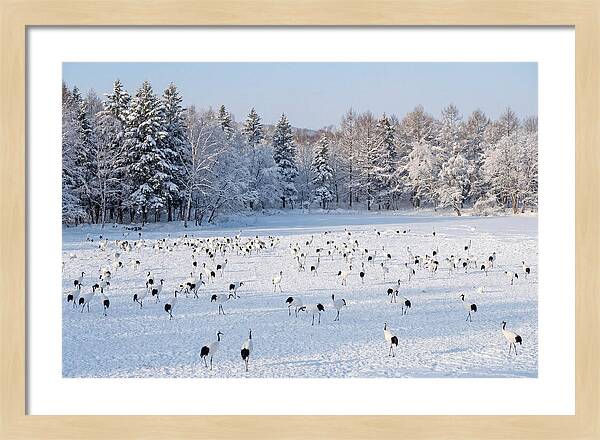 Japanese Cranes In Winter Wonderland