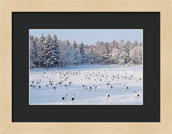 Japanese Cranes In Winter Wonderland