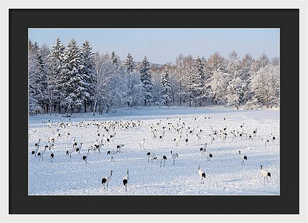 Japanese Cranes In Winter Wonderland