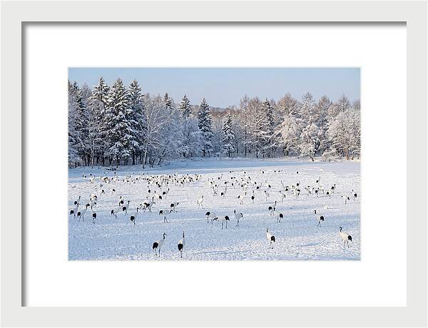 Japanese Cranes In Winter Wonderland