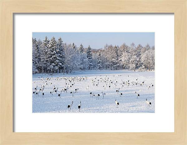 Japanese Cranes In Winter Wonderland
