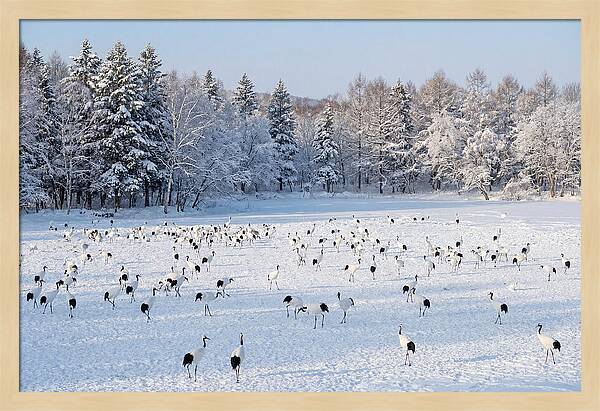 Japanese Cranes In Winter Wonderland