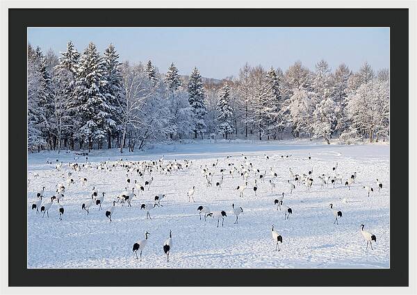 Japanese Cranes In Winter Wonderland
