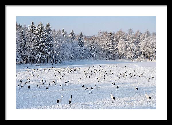 Japanese Cranes In Winter Wonderland