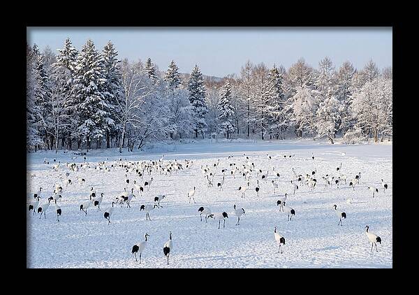 Japanese Cranes In Winter Wonderland