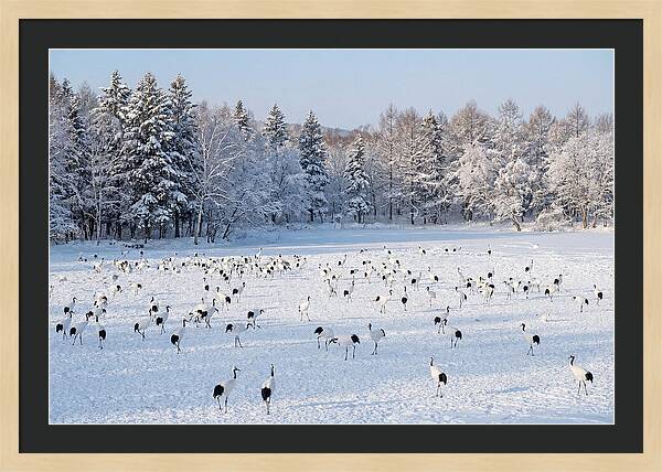 Japanese Cranes In Winter Wonderland