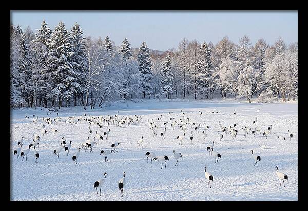 Japanese Cranes In Winter Wonderland