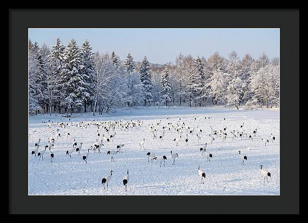Japanese Cranes In Winter Wonderland