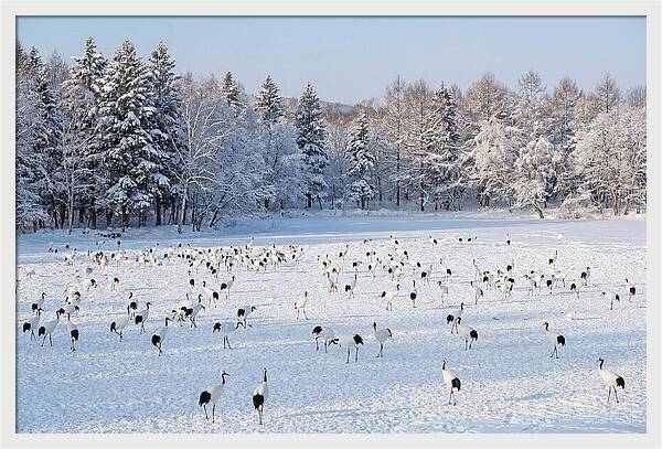 Japanese Cranes In Winter Wonderland