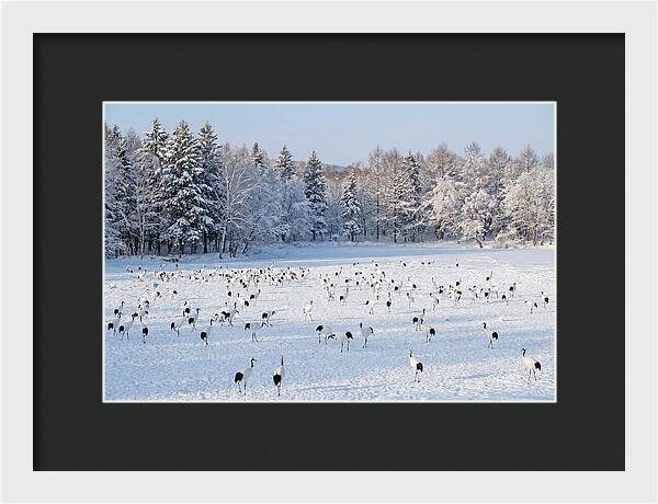 Japanese Cranes In Winter Wonderland