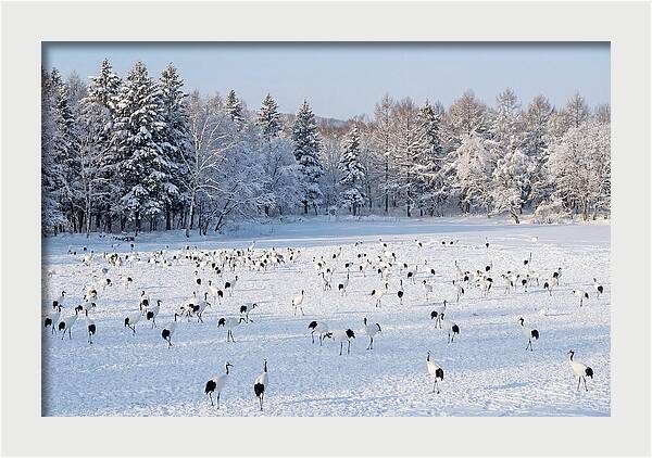 Japanese Cranes In Winter Wonderland