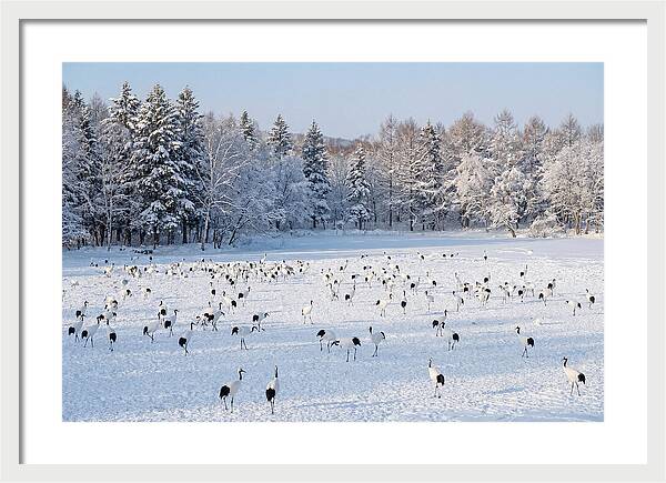 Japanese Cranes In Winter Wonderland