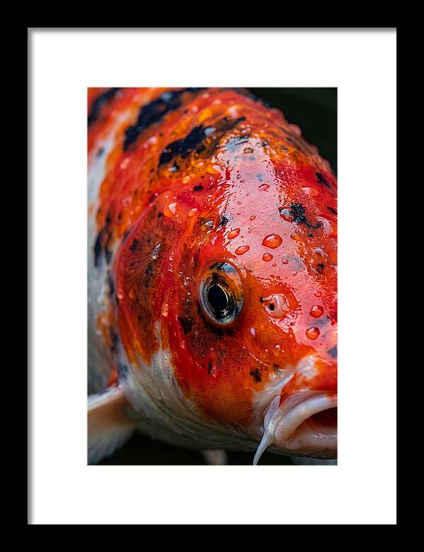 Japanese Koi Close Up