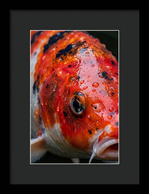 Japanese Koi Close Up