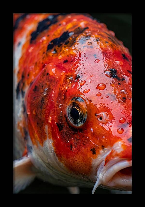 Japanese Koi Close Up