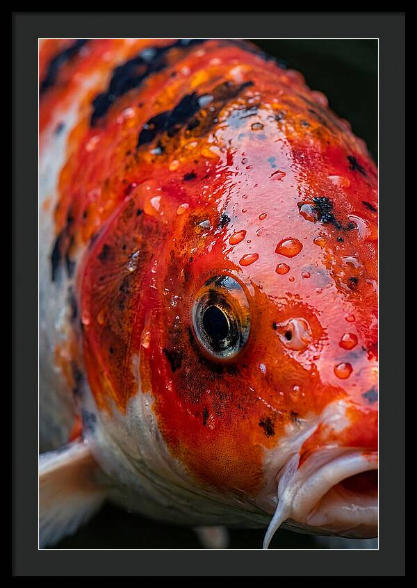 Japanese Koi Close Up