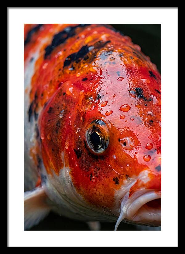 Japanese Koi Close Up