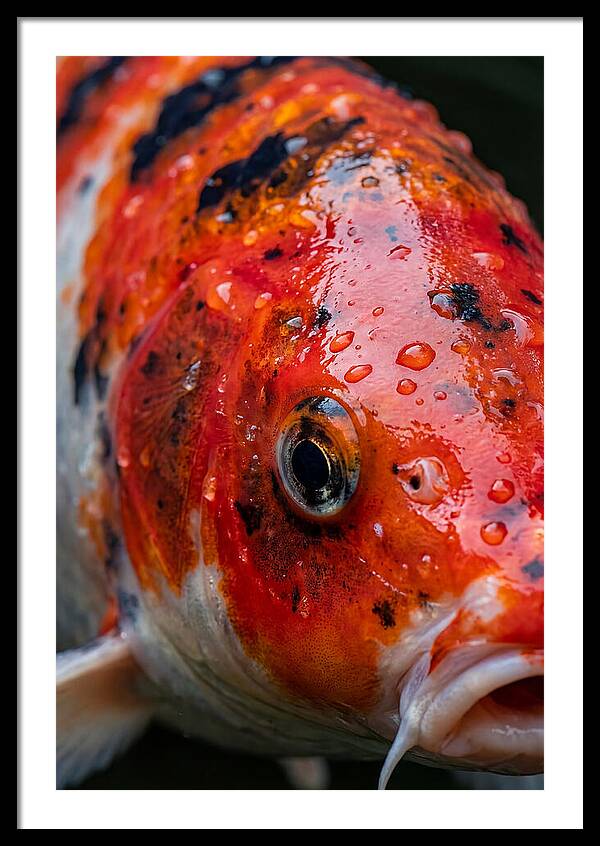 Japanese Koi Close Up