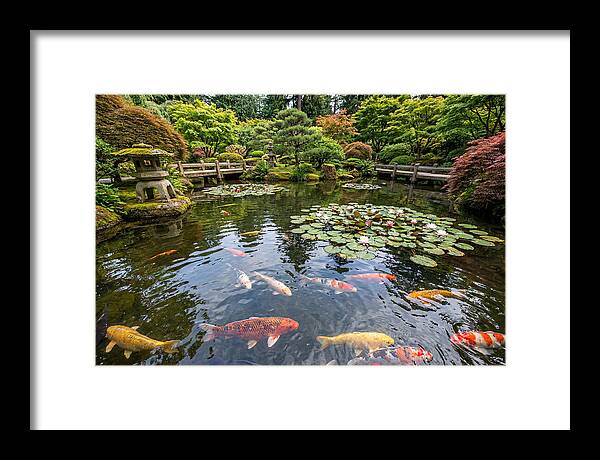 Japanese Koi In Tranquil Pond