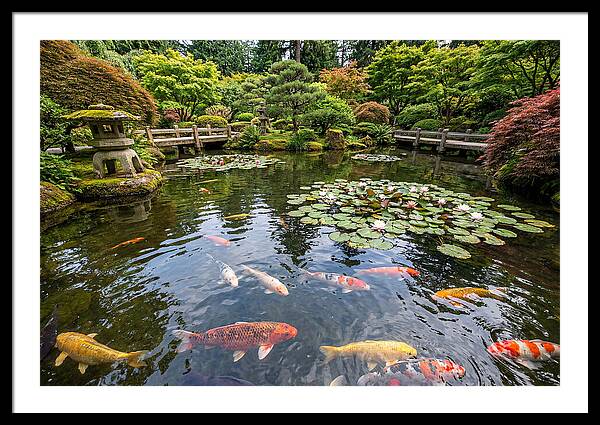 Japanese Koi In Tranquil Pond