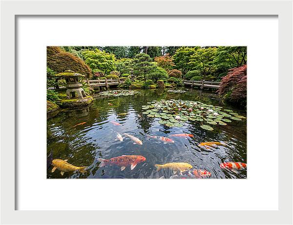 Japanese Koi In Tranquil Pond