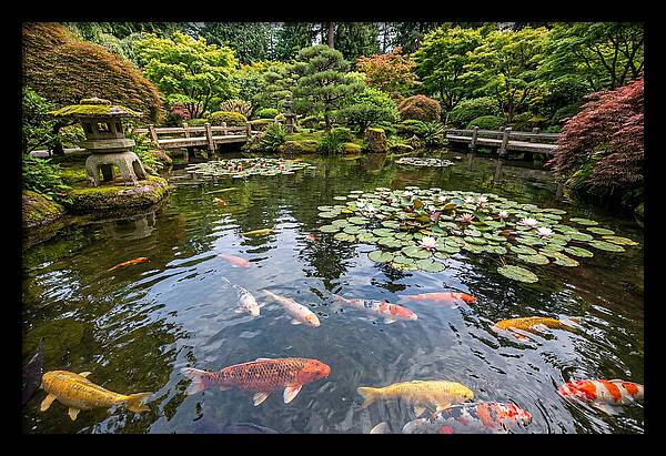 Japanese Koi In Tranquil Pond
