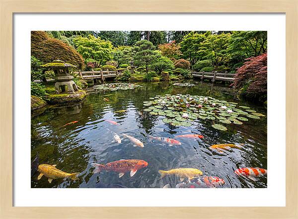 Japanese Koi In Tranquil Pond